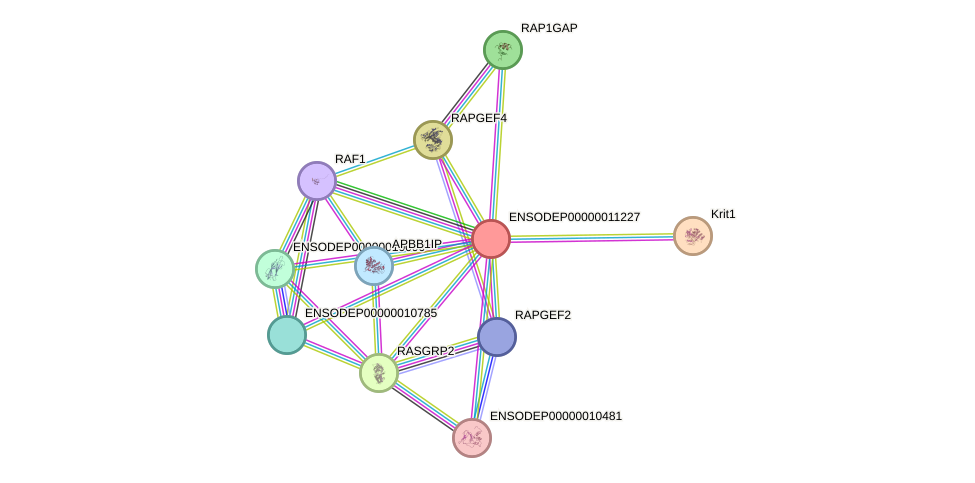 STRING protein interaction network