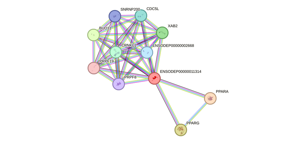 STRING protein interaction network