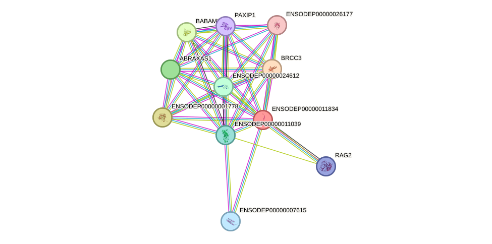 STRING protein interaction network