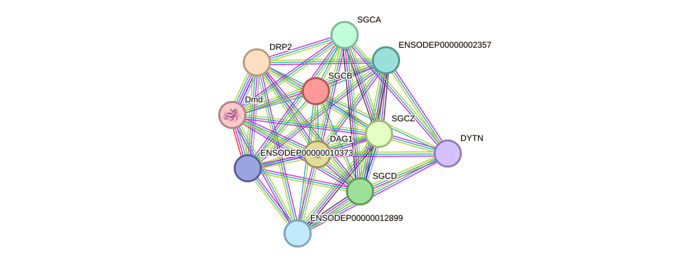 STRING protein interaction network