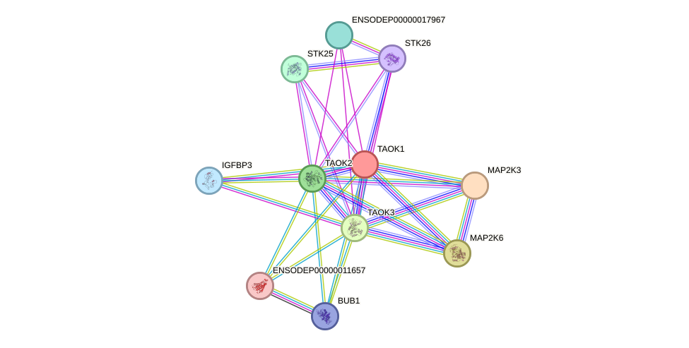 STRING protein interaction network