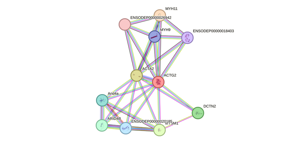 STRING protein interaction network