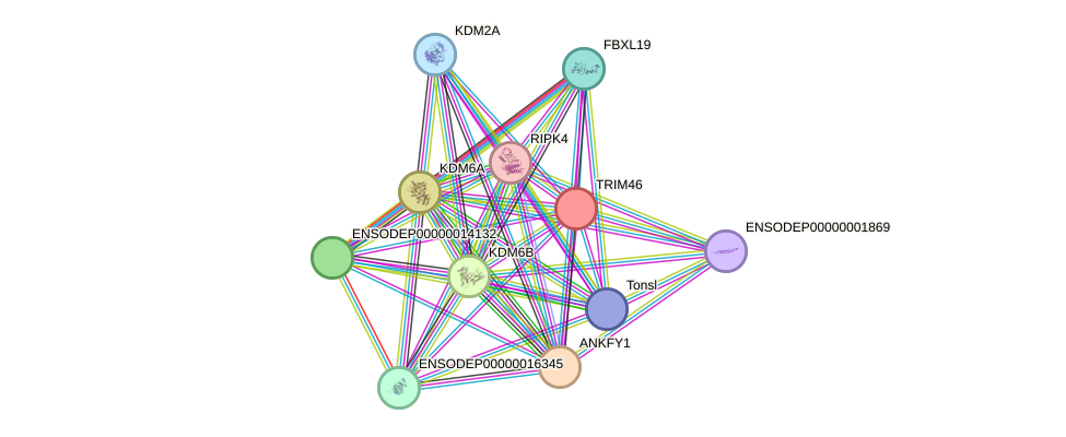 STRING protein interaction network