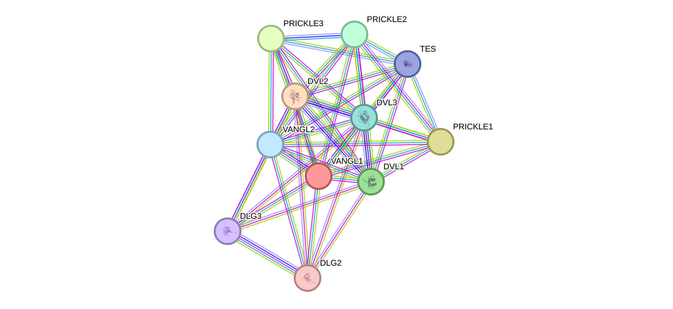 STRING protein interaction network