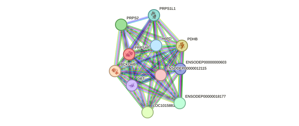 STRING protein interaction network