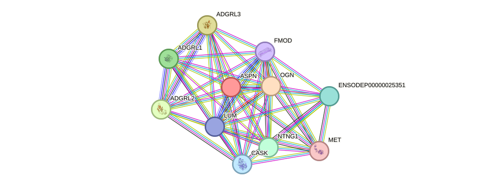 STRING protein interaction network