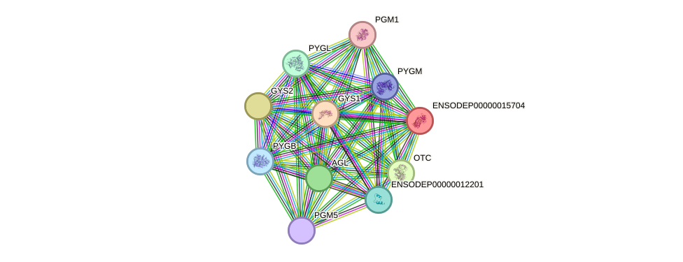 STRING protein interaction network