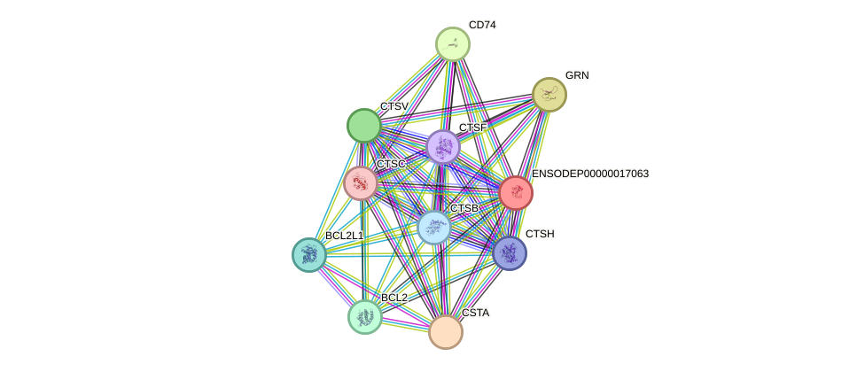 STRING protein interaction network