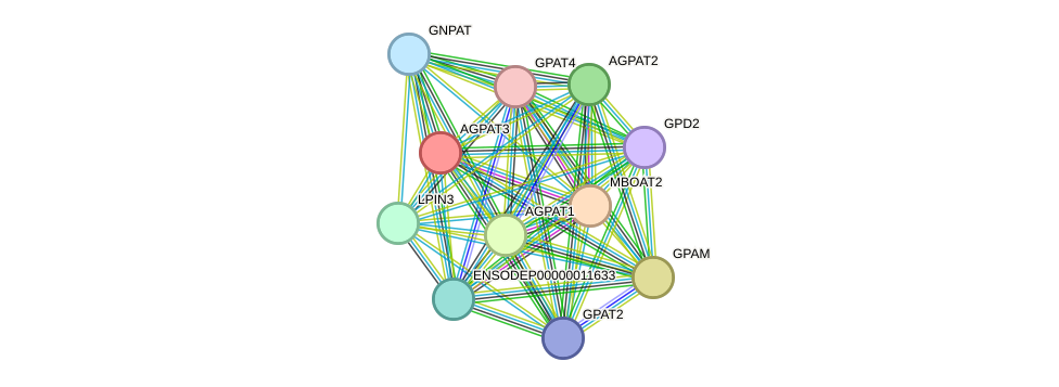 STRING protein interaction network