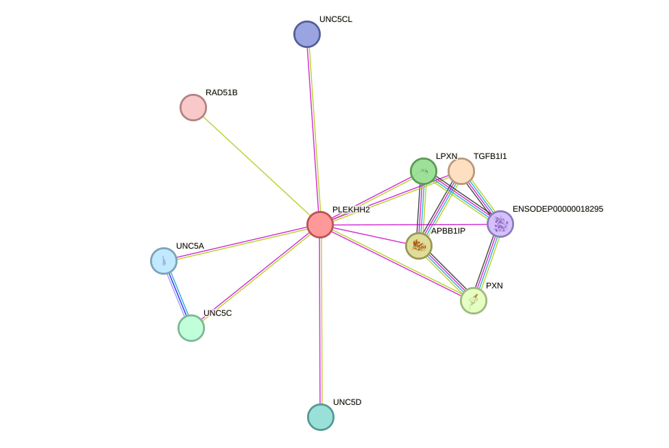 STRING protein interaction network