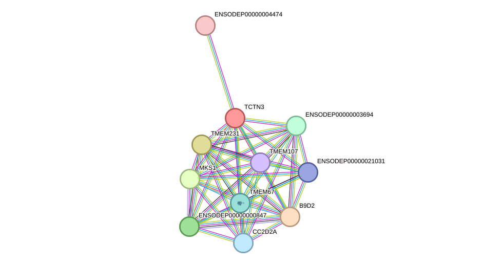 STRING protein interaction network