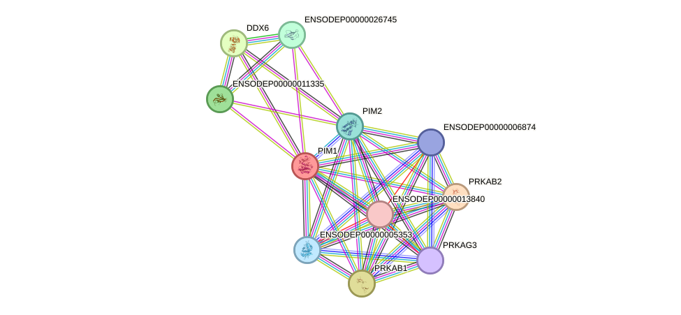 STRING protein interaction network