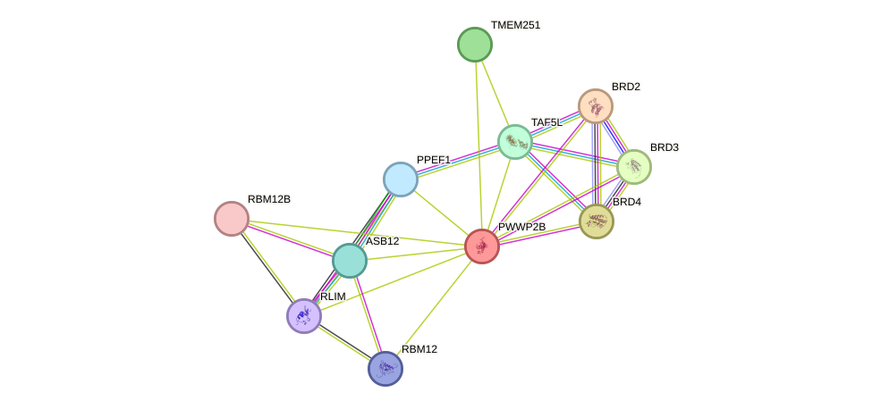 STRING protein interaction network