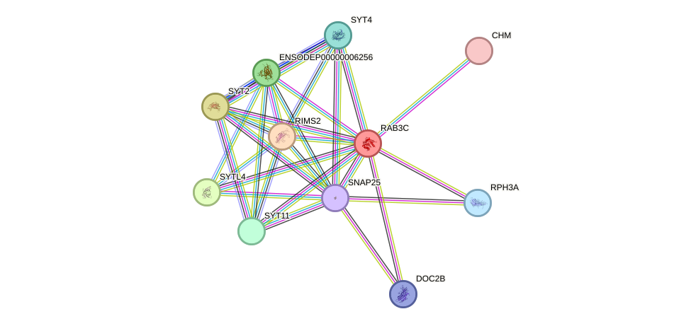 STRING protein interaction network