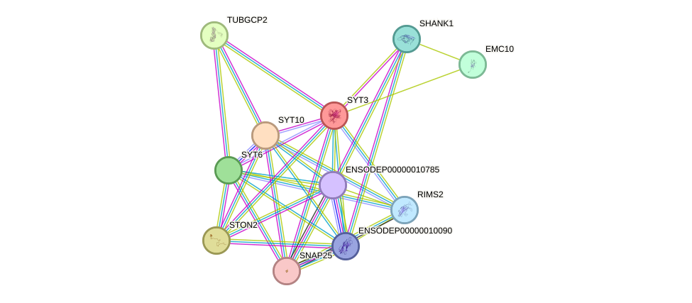 STRING protein interaction network