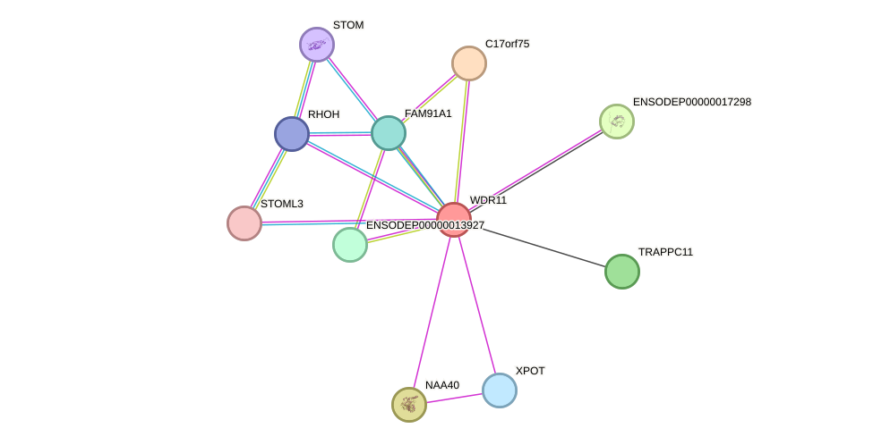 STRING protein interaction network