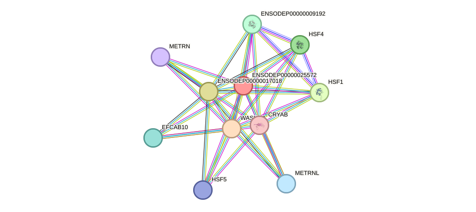 STRING protein interaction network