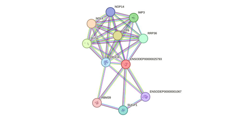 STRING protein interaction network