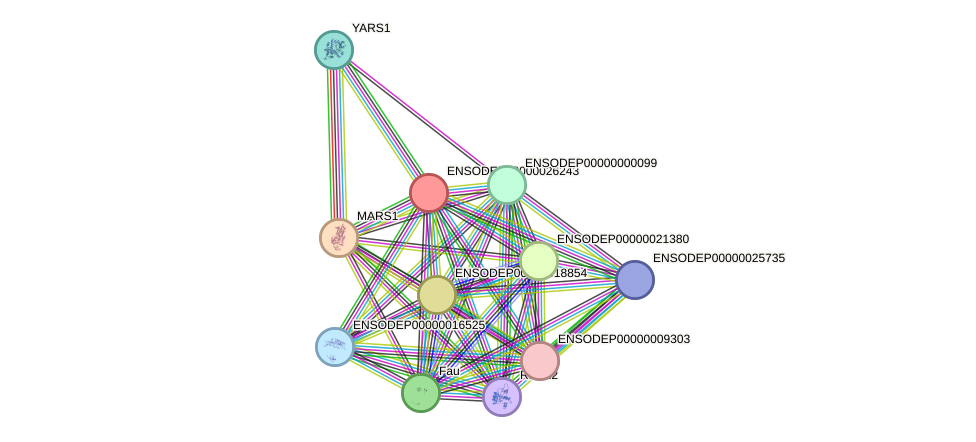 STRING protein interaction network