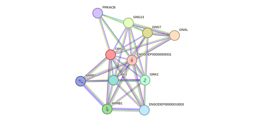 STRING protein interaction network