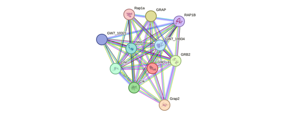 STRING protein interaction network