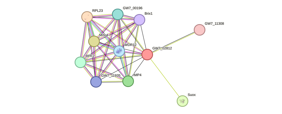 STRING protein interaction network