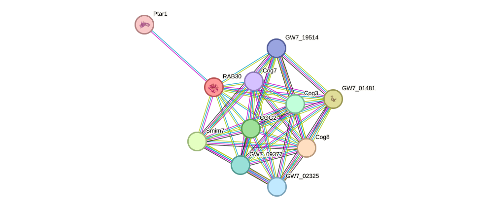 STRING protein interaction network