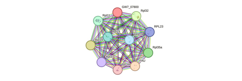 STRING protein interaction network