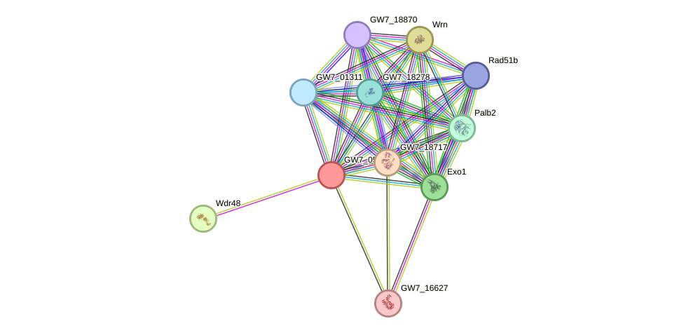 STRING protein interaction network