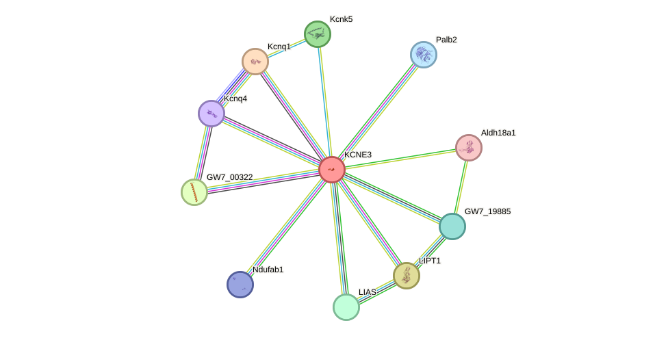 STRING protein interaction network