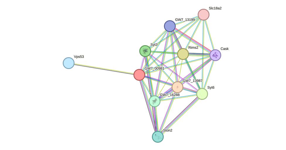 STRING protein interaction network