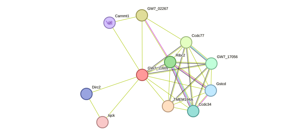 STRING protein interaction network