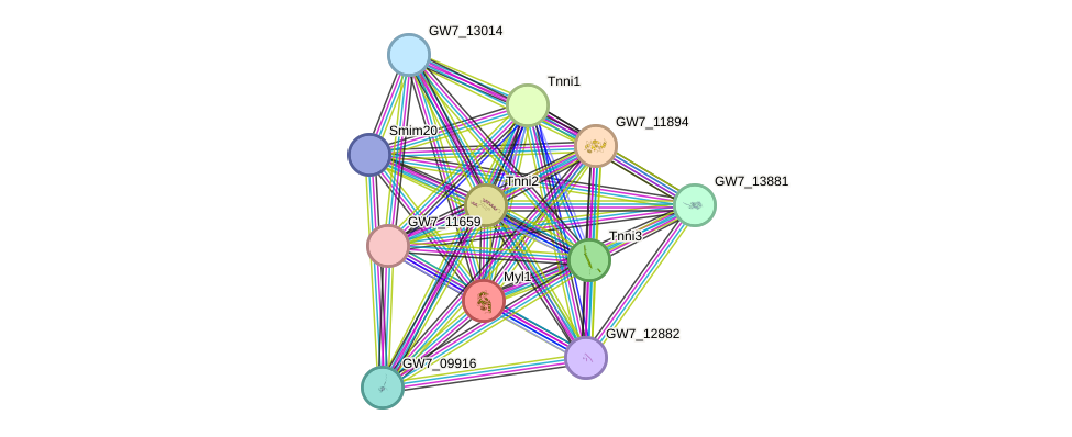 STRING protein interaction network