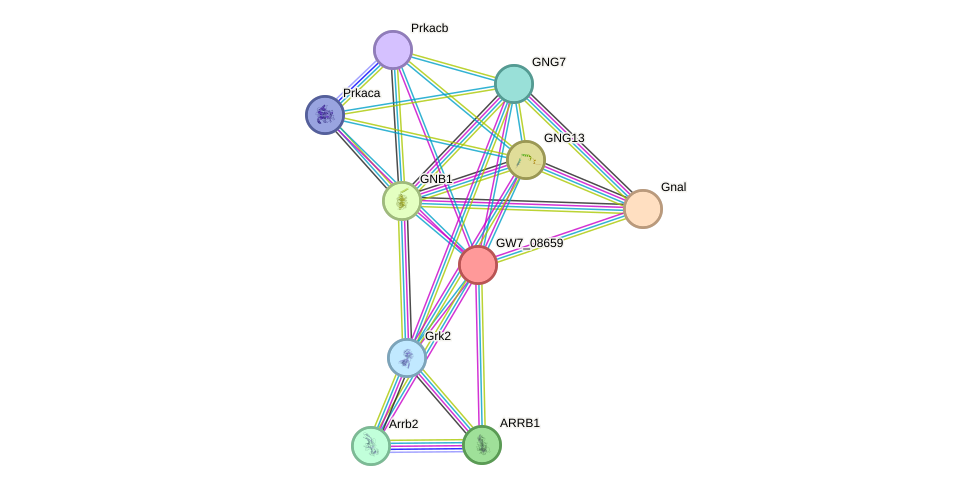 STRING protein interaction network