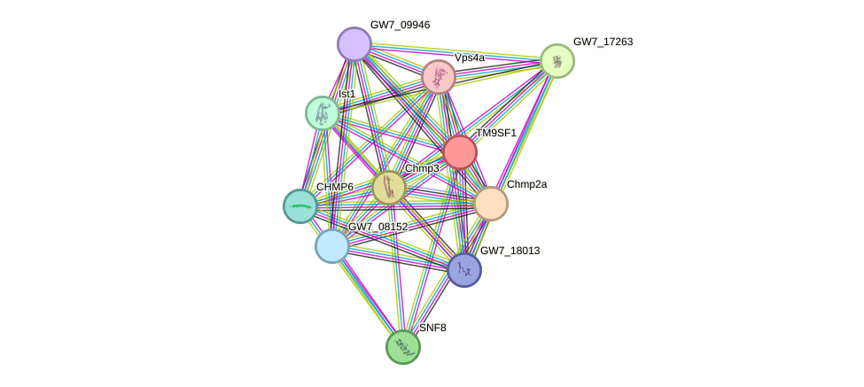 STRING protein interaction network