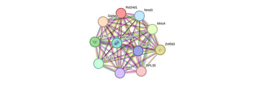 STRING protein interaction network