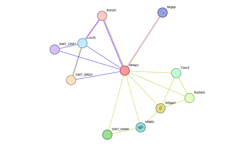 STRING protein interaction network