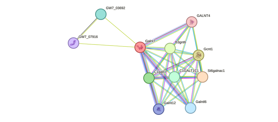 STRING protein interaction network