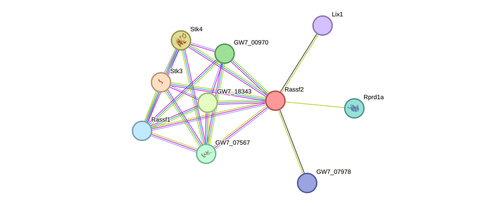 STRING protein interaction network