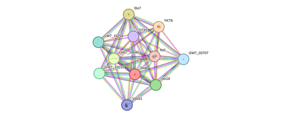 STRING protein interaction network