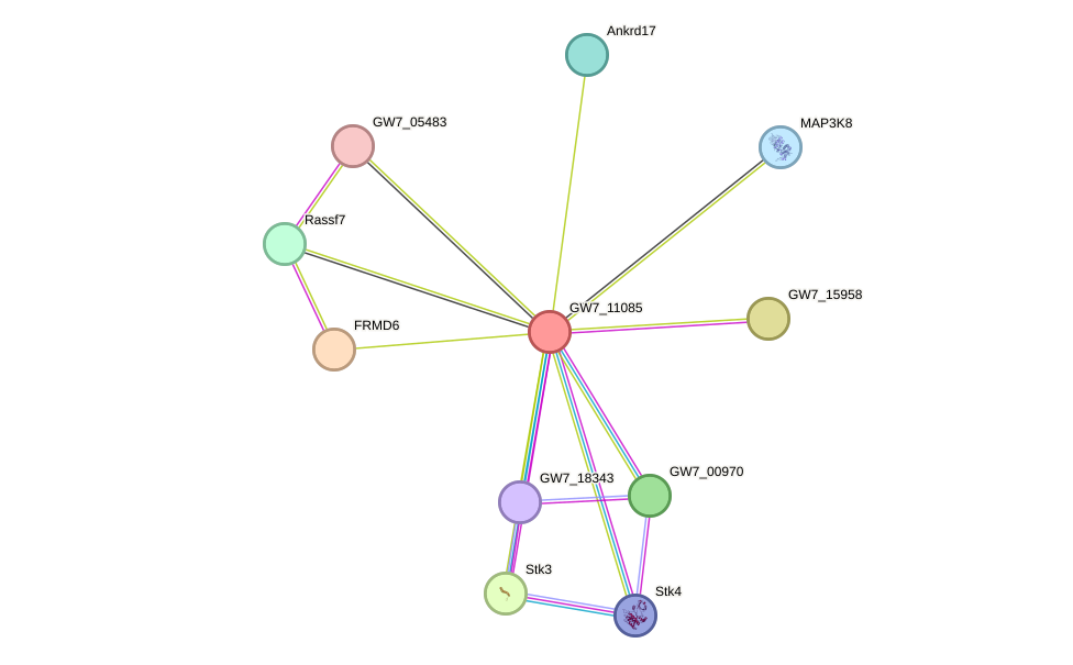 STRING protein interaction network