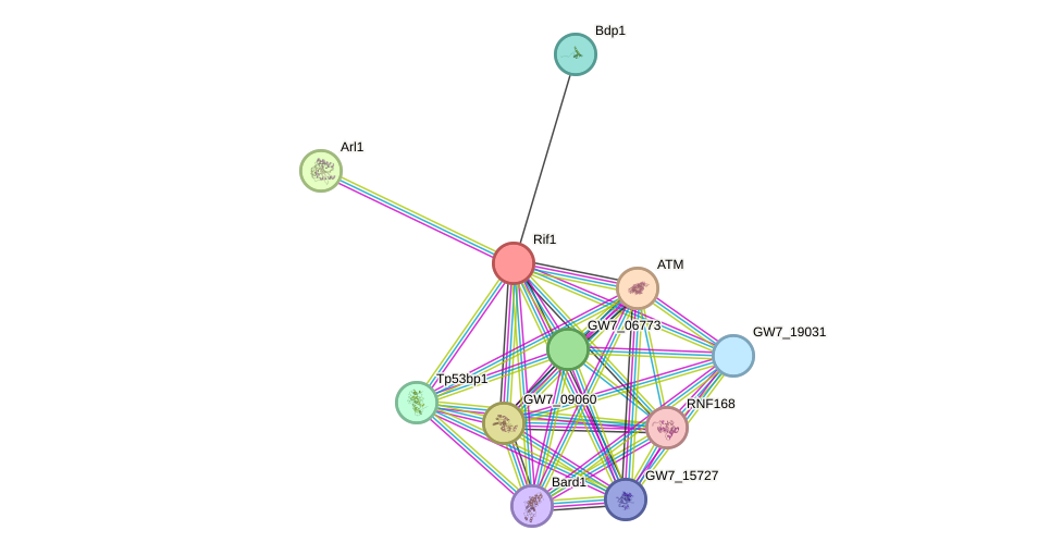 STRING protein interaction network