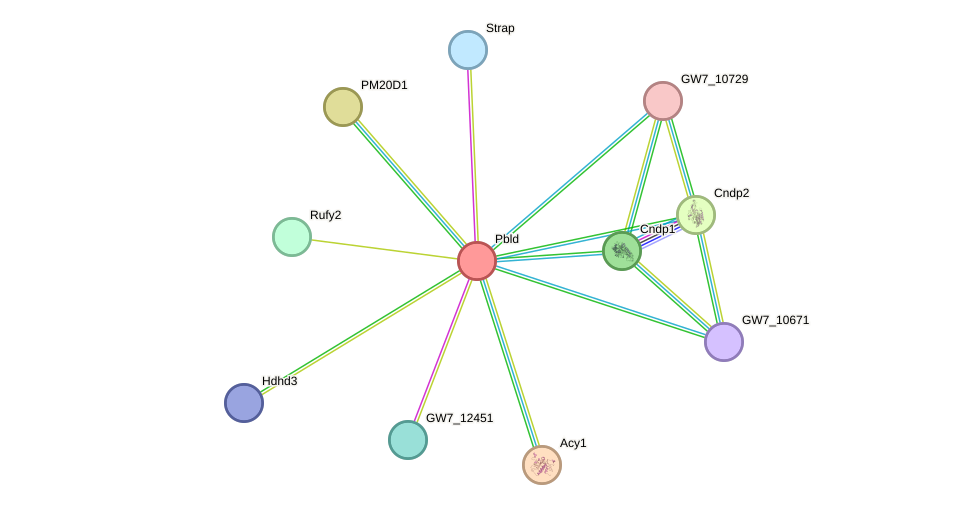 STRING protein interaction network