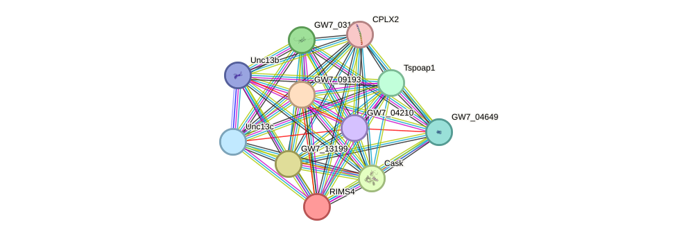 STRING protein interaction network