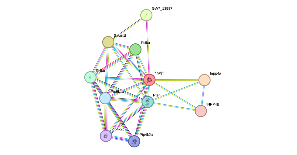 STRING protein interaction network