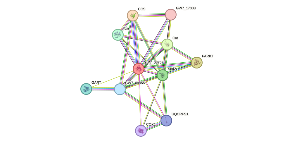 STRING protein interaction network