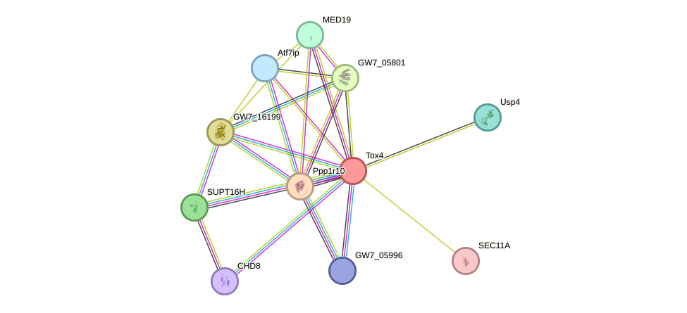 STRING protein interaction network