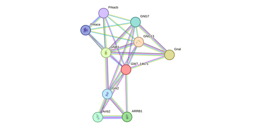 STRING protein interaction network