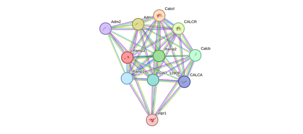 STRING protein interaction network