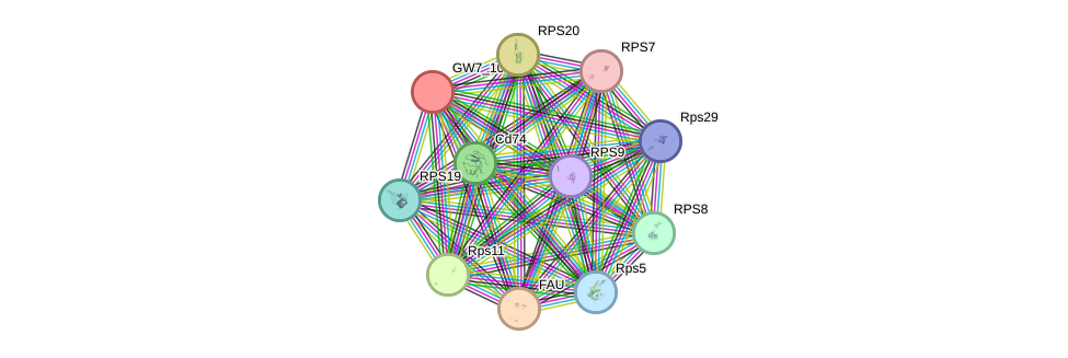 STRING protein interaction network